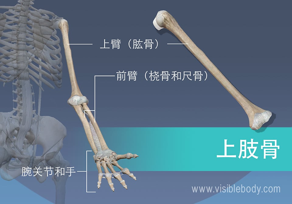 肱骨、桡骨、尺骨以及手腕和手的骨骼
